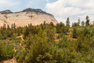 Mountain and forest in Zion National Park, Utah, USA