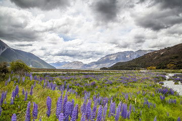 Obraz premium Lupinenfelder am Arthur's Pass