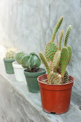 Cactus in pots on grey concrete wall