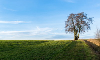 Fototapeta na wymiar Baum auf dem Feld