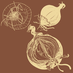 Vector fresh brown onions engrave drawing.