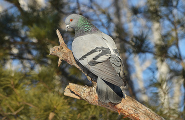 Голубь на дереве.