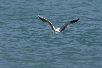 Seagull flying over the sea