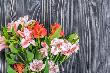 Alstroemeria on Rustic Background