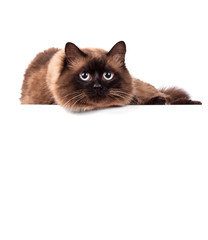 Siamese cat on a white background
