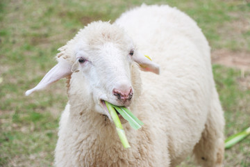 Close up of Sheep eating grass in a farm