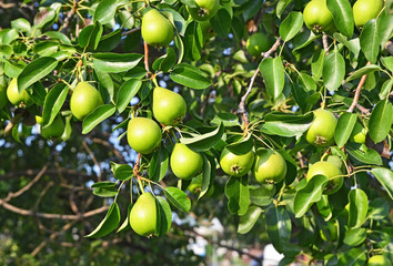 Green pear on the branch
