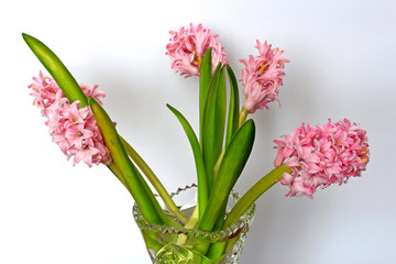 hyacinths in a vase