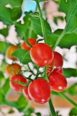 Bright red cherry tomatoes growing on a green vine