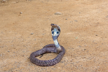Obraz premium King Cobra snake.