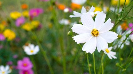 White cosmos flowers in graden
