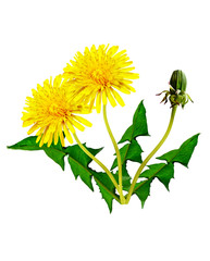 dandelion flowers isolated on white background