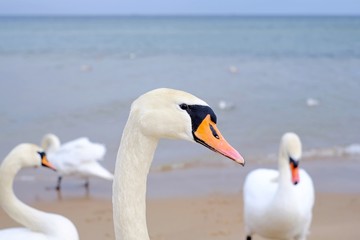 Swans on the sea