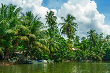 Obraz premium Tropical palm trees on the river bank.