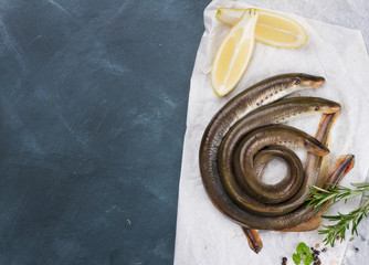 Fresh fish lamprey