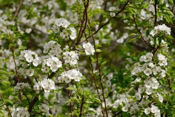 Fototapeta premium Pear blooming branches in springtime.
