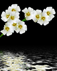 Fototapeta na wymiar mallow flowers isolated on black background