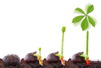Chestnut, wind power plant, sustainable development