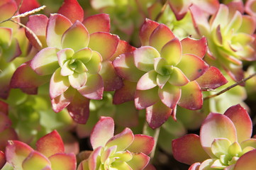 Plantes grasses 
