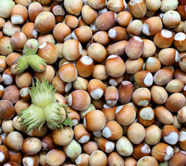 Background of the plurality of hazelnut