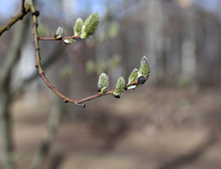 Branch of a blossoming pussy willow