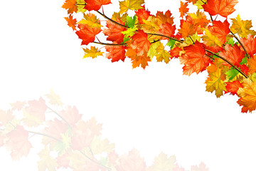 autumn leaves isolated on white background.