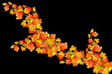 autumn leaves isolated on black background.