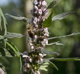 Herb motherwort Leonurus cardiac