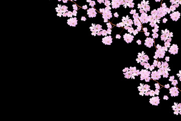 White apple flowers branch