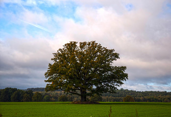 Big old tree on a meadow