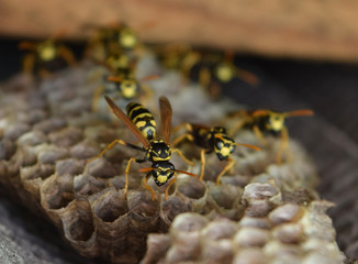 Wasp nest with wasps sitting on it.
