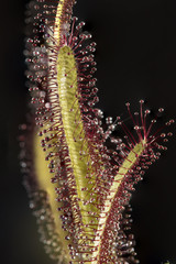 Sundew leaf (Drosera capensis) on dark background