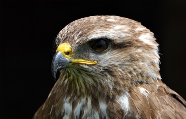 bird - falcon