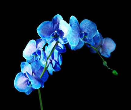 Fototapeta Beautiful blue orchid flower on black background