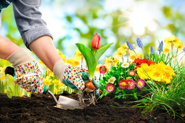 Frühling, Garten, Gartenarbeit, Gartenwerkzeug, Blumen