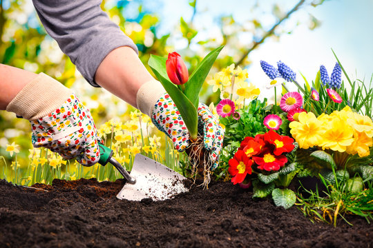 Frühling, Garten, Gartenarbeit, Gartenwerkzeug, Blumen