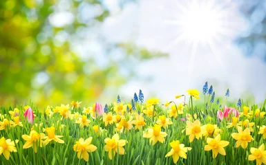 Gartenposter Gelb Osterglocken, Blumenwiese, Ostern, Frühling, Frühlingshintergrund, Garten