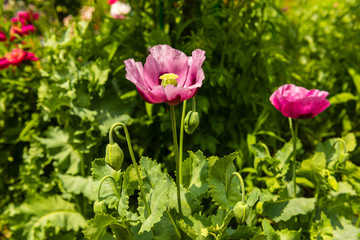 Pink poppy in a summer garden on sunny day