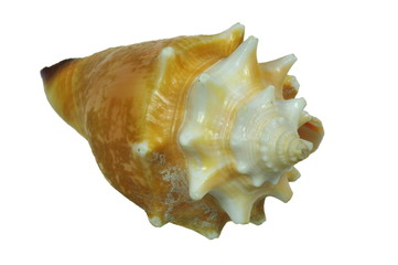 Seashell on the white background, isolated.