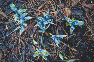 Bright flowers in mud