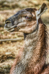 Obraz premium Portrait of Llama