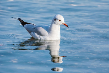 Seagull on Water