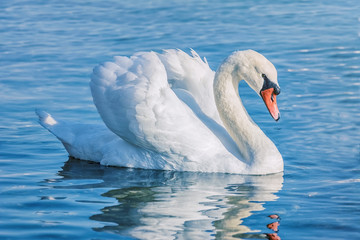 Swan on the Lake