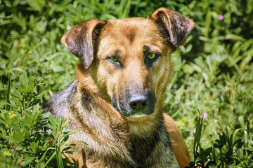 Portrait of Sstreet Dog