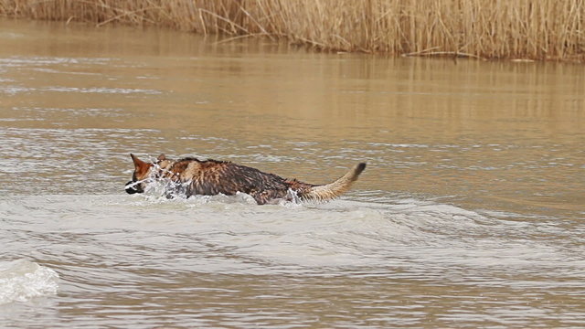 Dog German shepherd plating in the river shaking off water