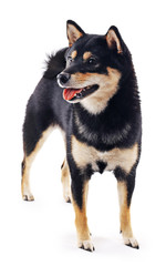 Siba inu dog isolated on white