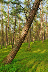 Pine forest growing on dunes near Baltic sea shore with a leaning tree on the foreground. Pomerania, northern Poland.