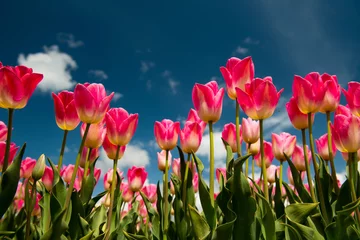 Afwasbaar Fotobehang Tulp Tulpen veld