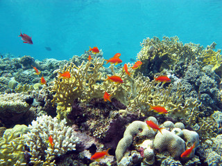 Naklejka na ściany i meble coral reef with fire corals and fishes anthias in tropical sea,underwater