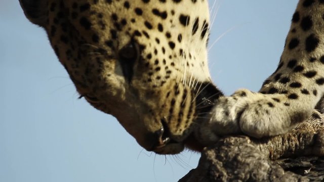 Leopard licking paws in a tree in South Africa